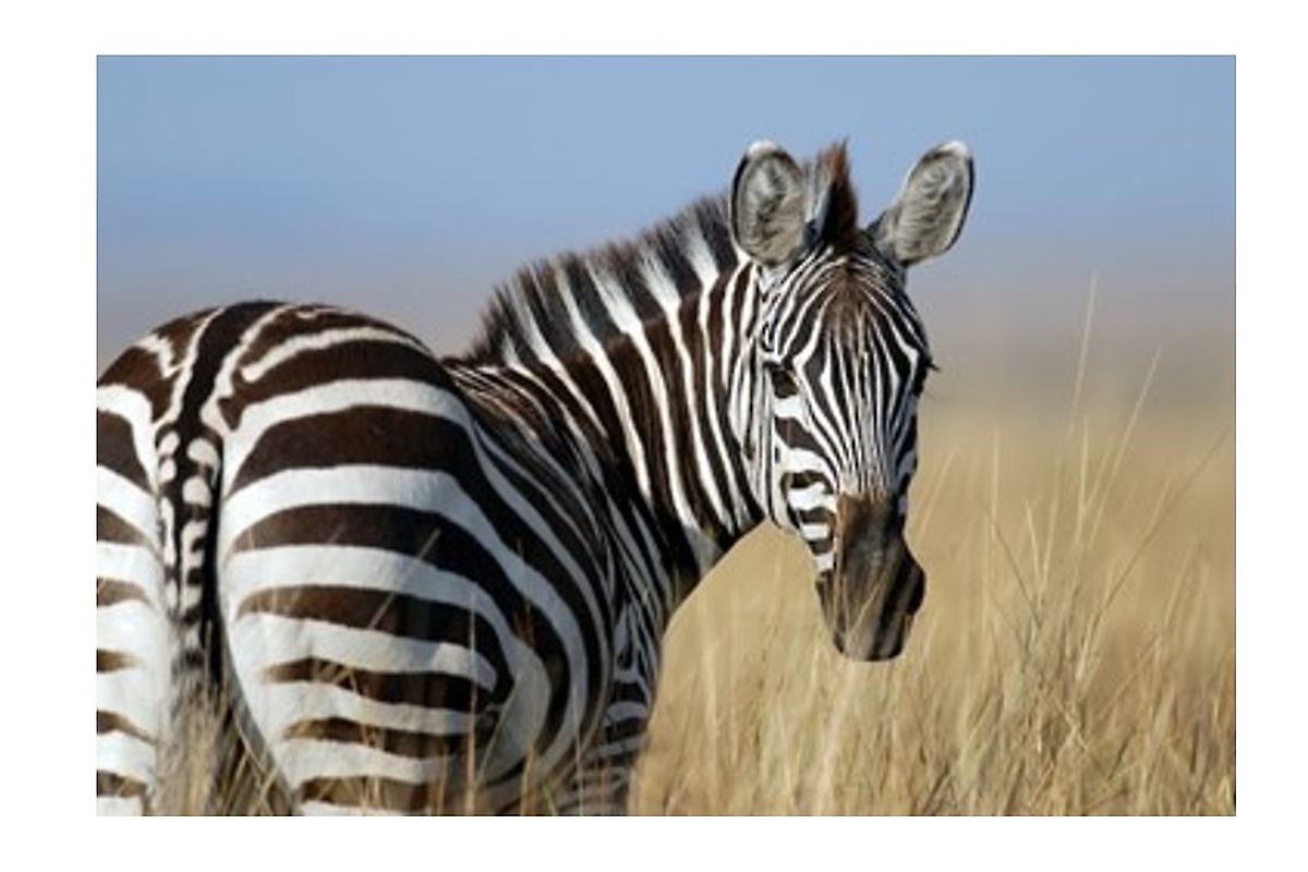 Zebra Zebra