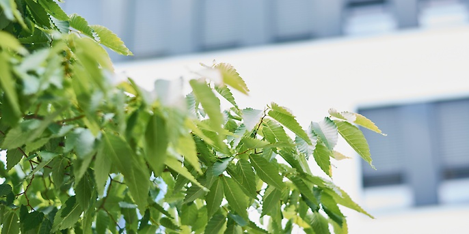 Baum mit grünen Blättern vor einem Gebäude